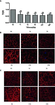 Activation of Cofilin Increases Intestinal Permeability via Depolymerization of F-Actin During Hypoxia in vitro